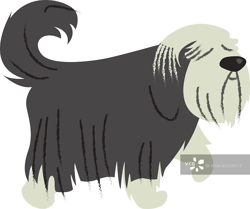 苏格兰牧羊犬图片素材