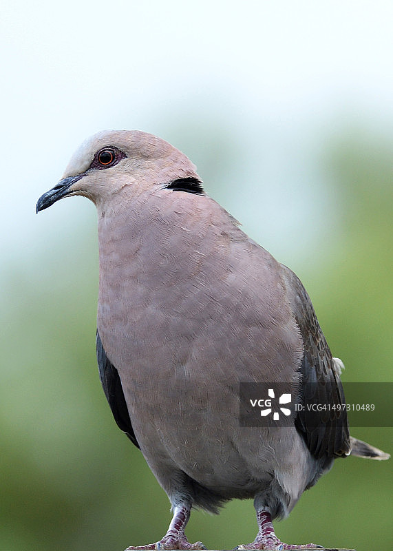 红领灰斑鸠特写图片素材