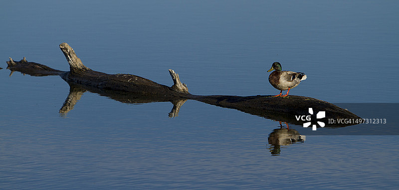 绿头鸭在马卢尔湖中的倒影图片素材