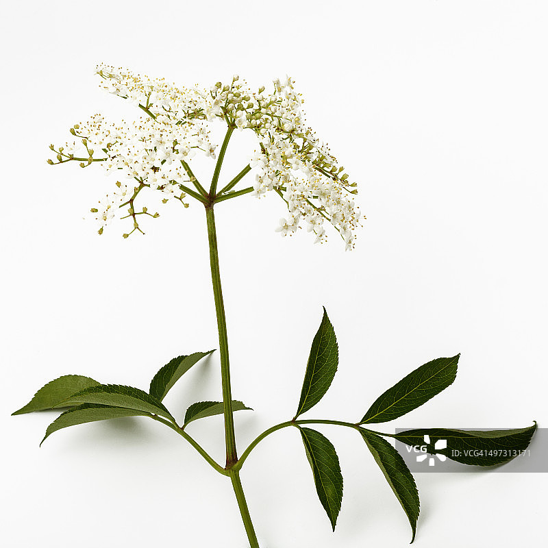 接骨木花图片素材