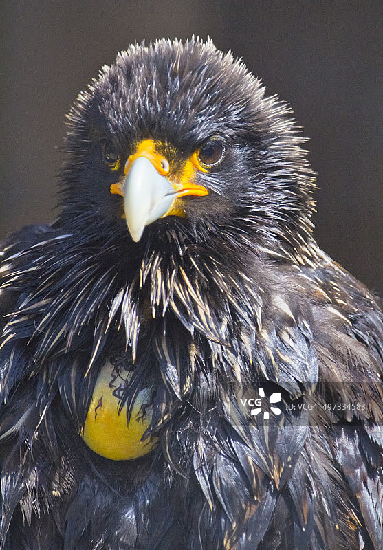 纹腹隼雕图片素材