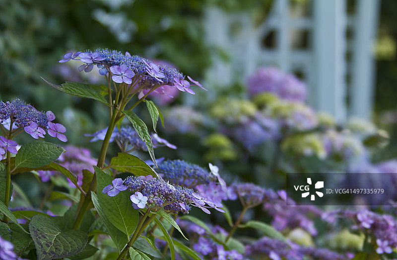 城市园艺图片素材