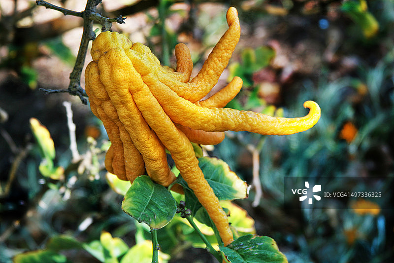 城市园艺图片素材