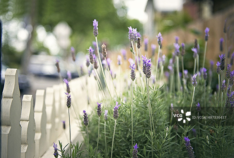 城市园艺图片素材