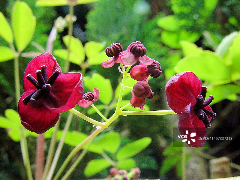 城市园艺图片素材