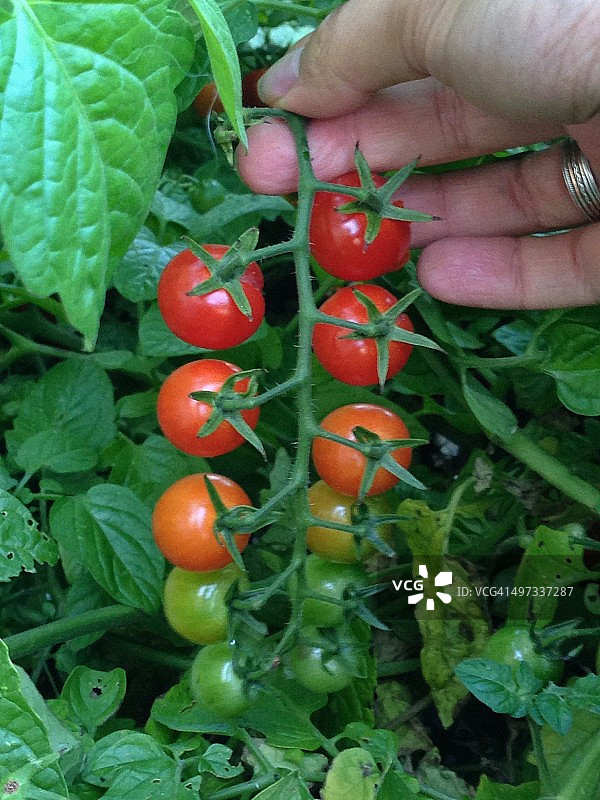 城市园艺图片素材