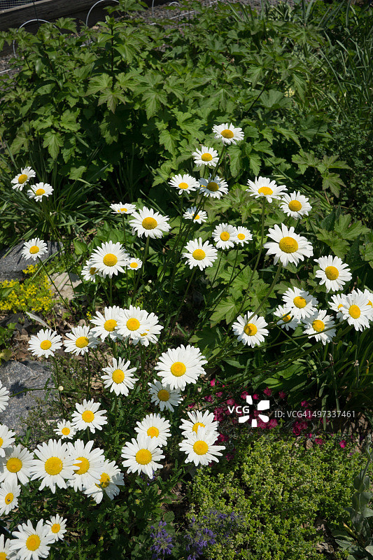 城市园艺图片素材