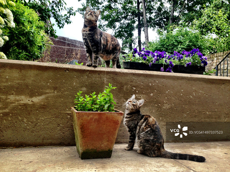 城市园艺图片素材