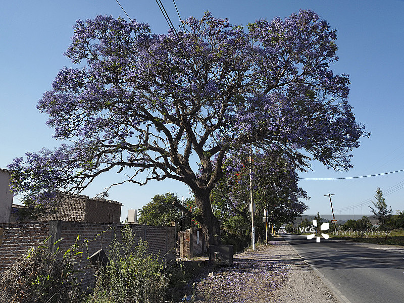 阿根廷的春天图片素材