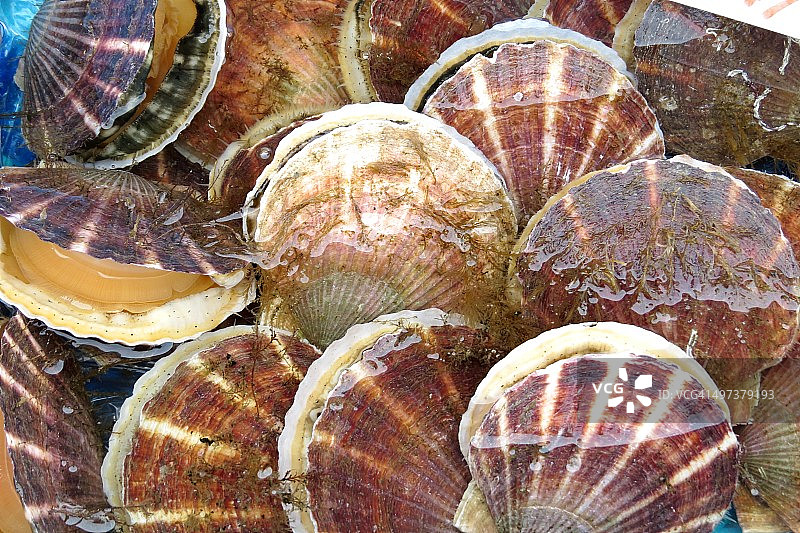 扇贝，函馆早市图片素材