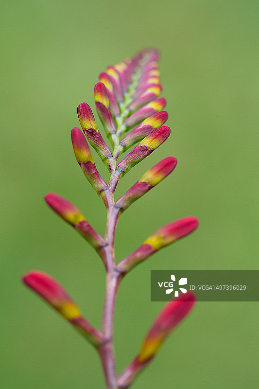 彩色花朵图片素材