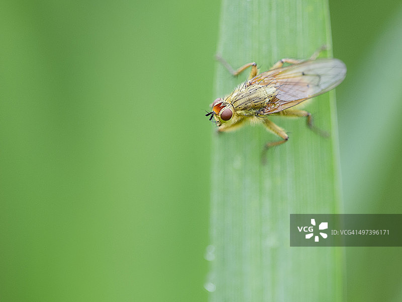 掠食者图片素材