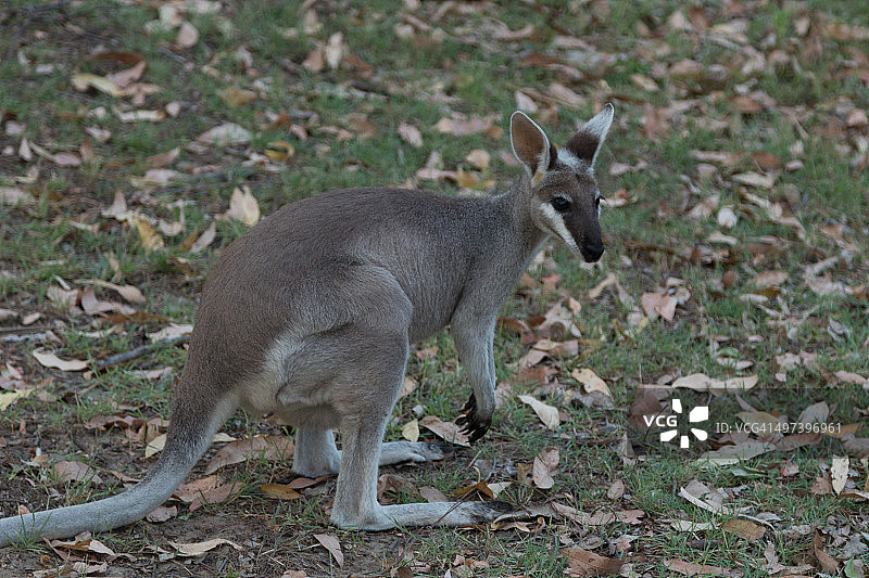 鞭尾沙袋鼠图片素材