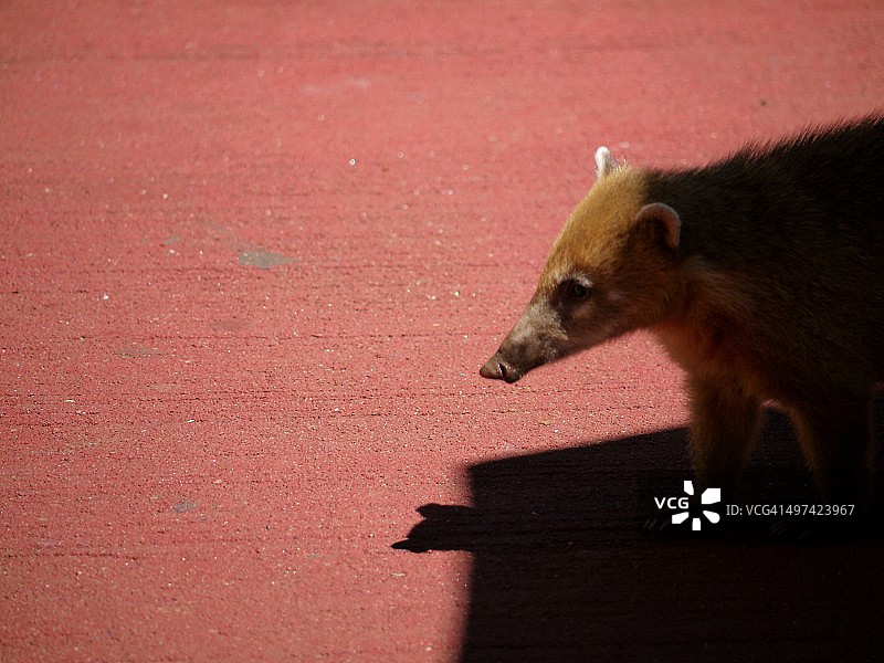伊瓜苏的浣熊图片素材