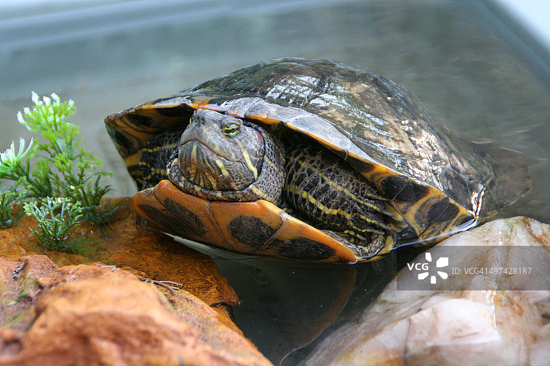 海龟爬出水面图片素材