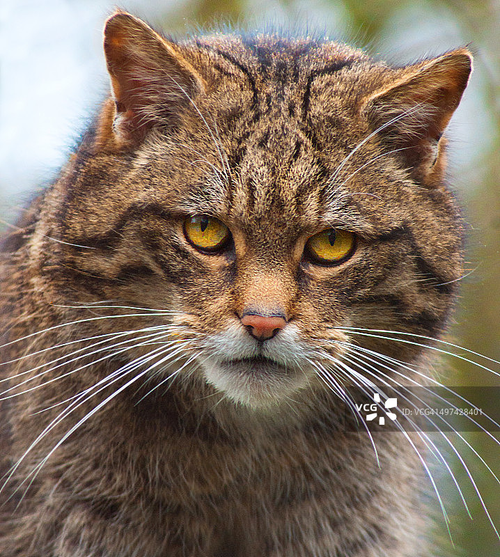 苏格兰野猫图片素材