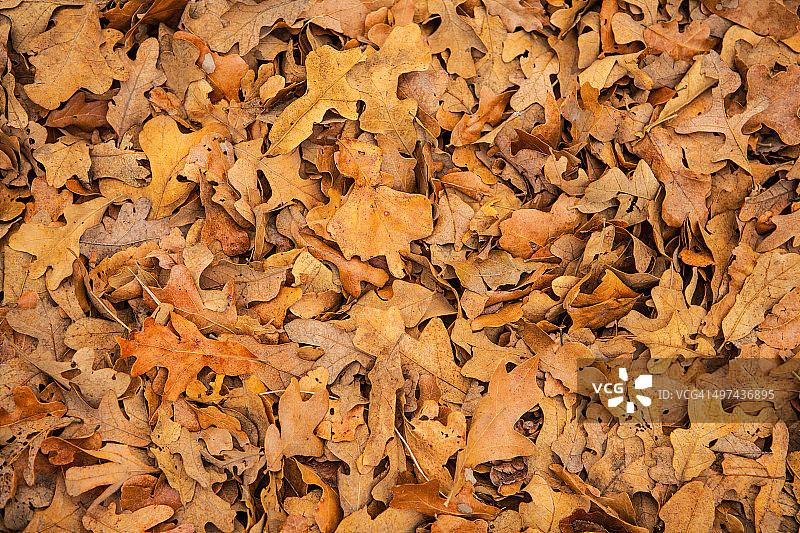 秋天的叶子图片素材