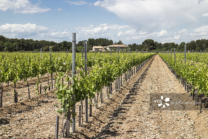 葡萄园和农舍图片素材