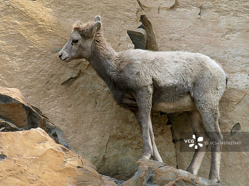山崖上的小绵羊图片素材