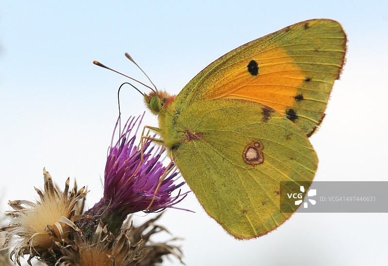 暗色云彩黄粉蝶图片素材