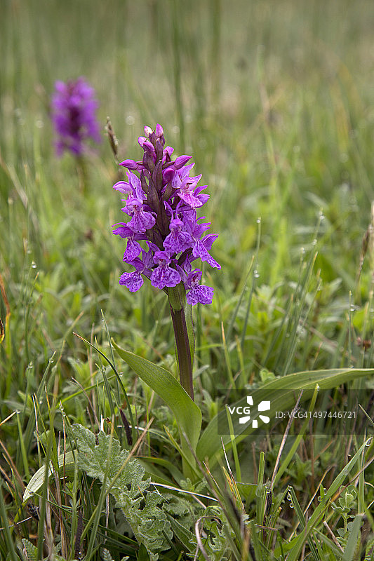 开花的西部沼泽兰图片素材