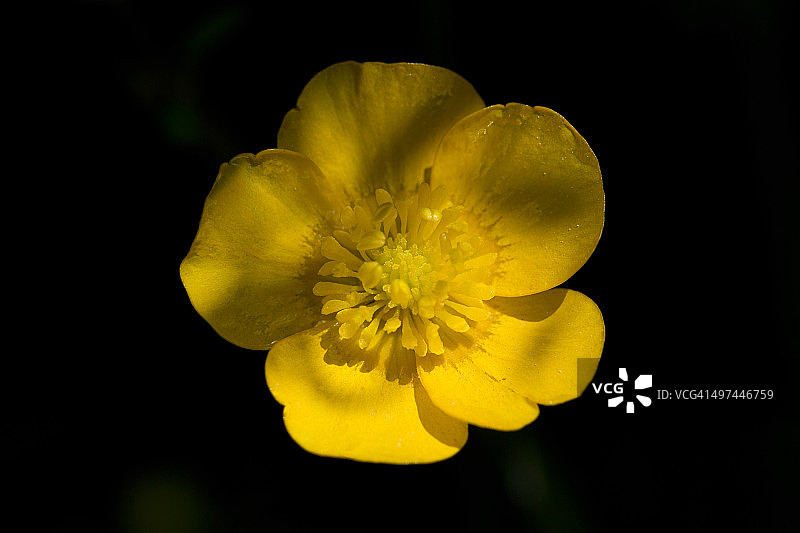 草地毛茛花特写图片素材