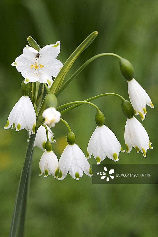 夏日雪花图片素材