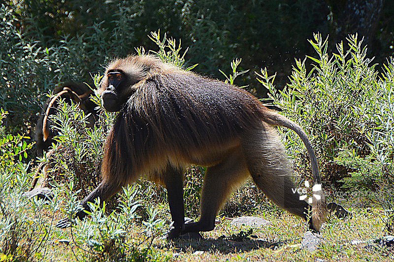 狮尾狒图片素材