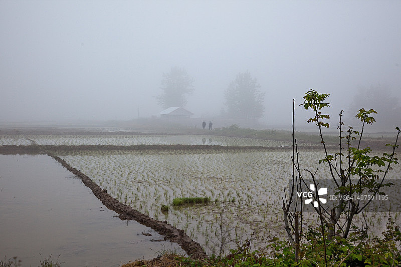 雾气笼罩的稻田图片素材