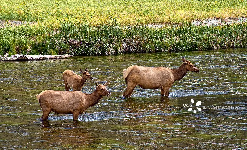 麋鹿穿越麦迪逊河图片素材