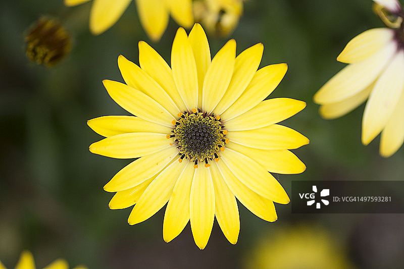 黄色非洲雏菊图片素材