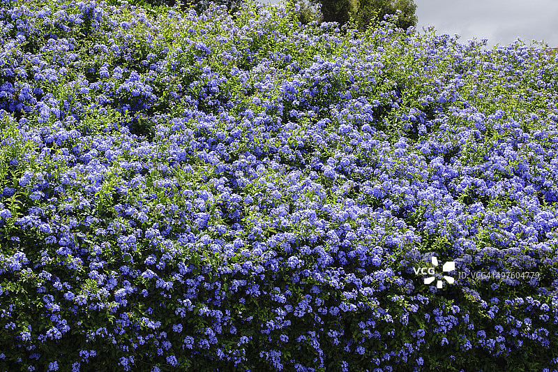 夏威夷毛伊岛上的蓝色蓝雪花图片素材