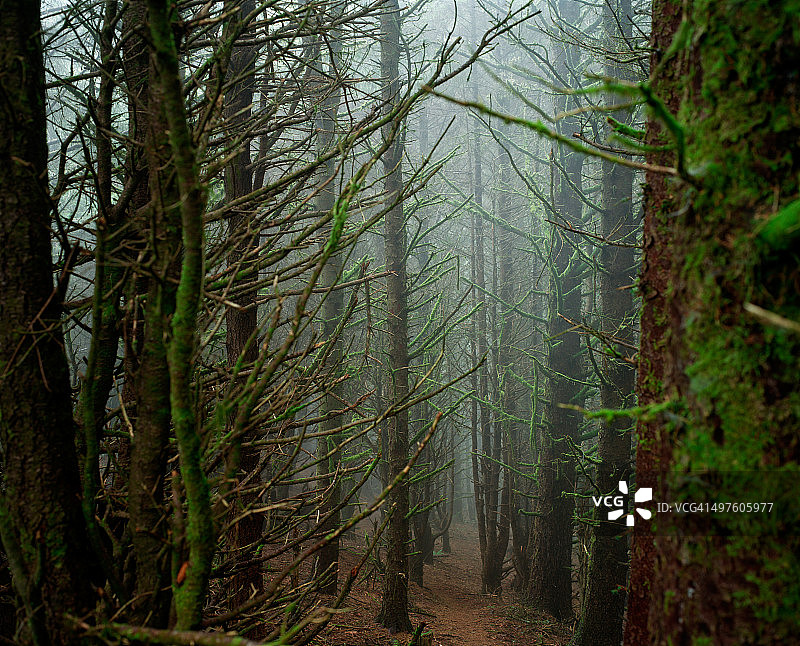 穿过幽灵般的森林图片素材