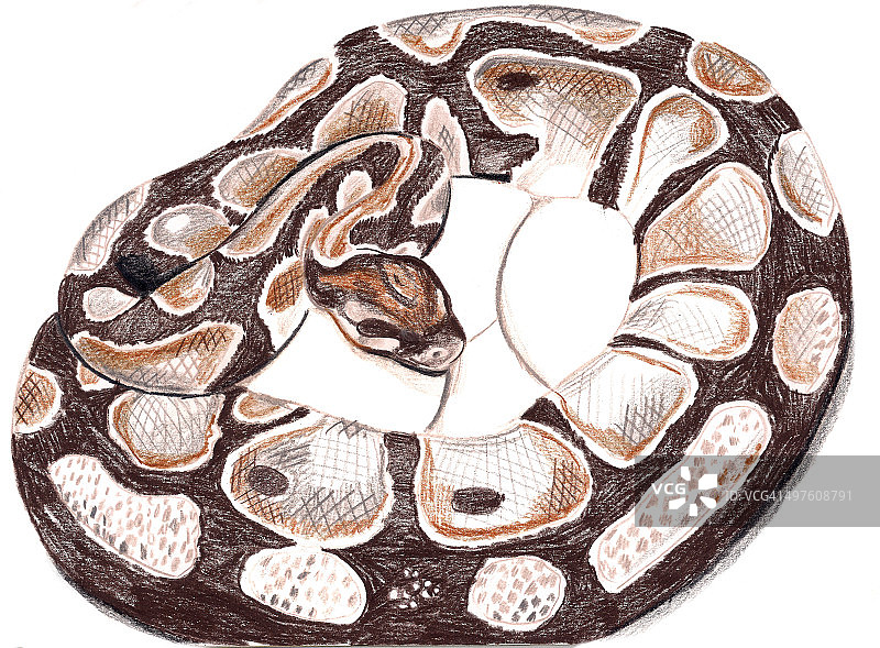 木乃伊蛇图片素材