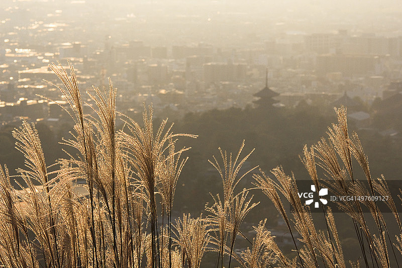 日本芒草图片素材