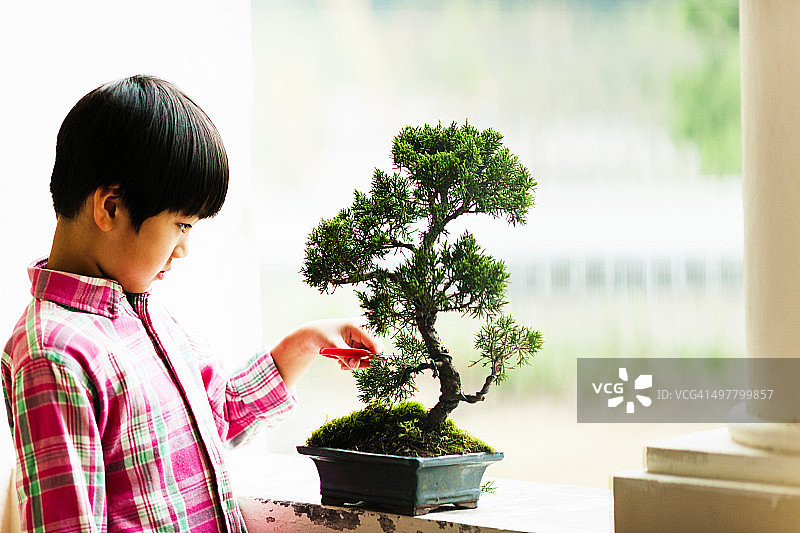 盆景兴趣图片素材