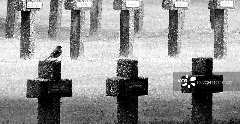 苍头燕雀图片素材