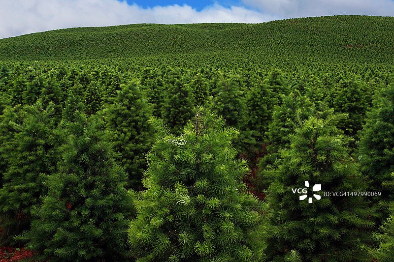 山丘上的圣诞树农场图片素材