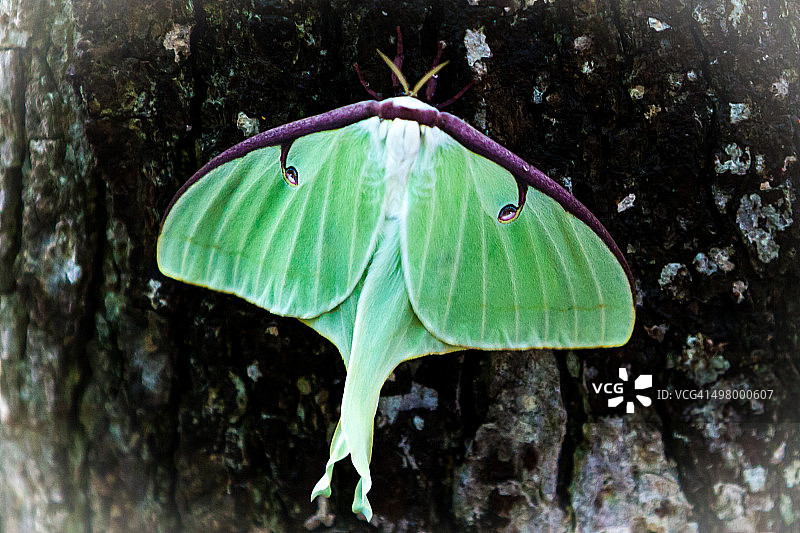 栖息在树上的月亮蛾图片素材