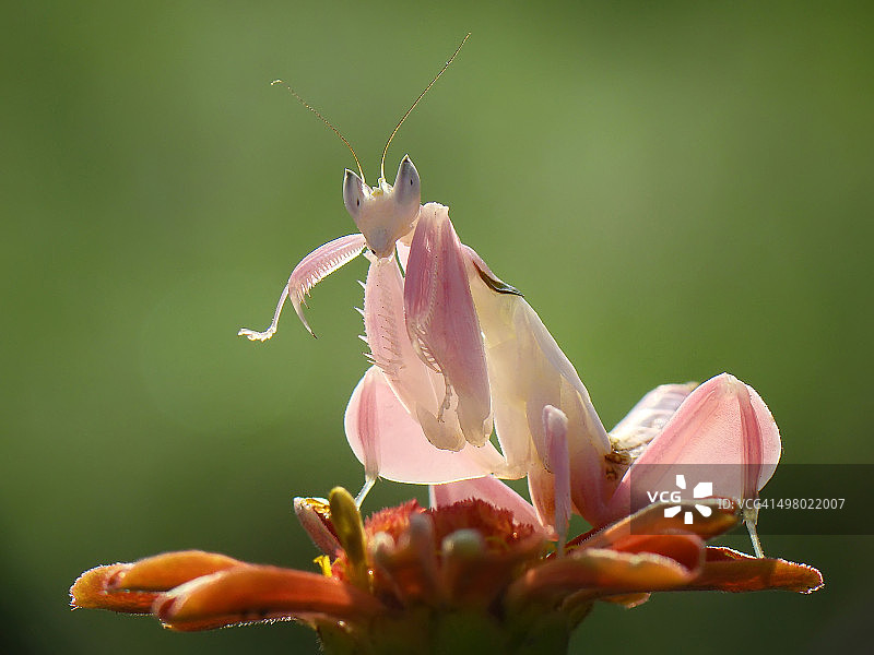 兰花螳螂图片素材