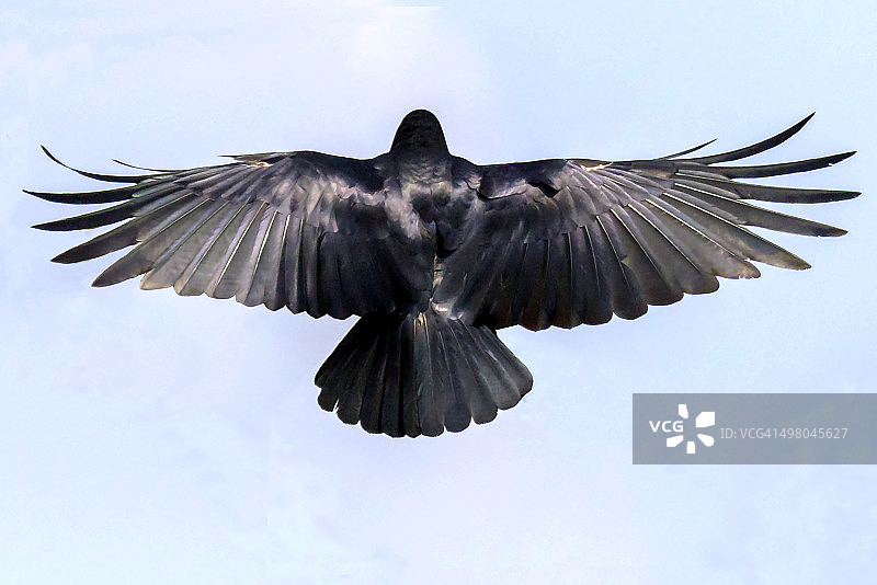 乌鸦飞翔图片素材