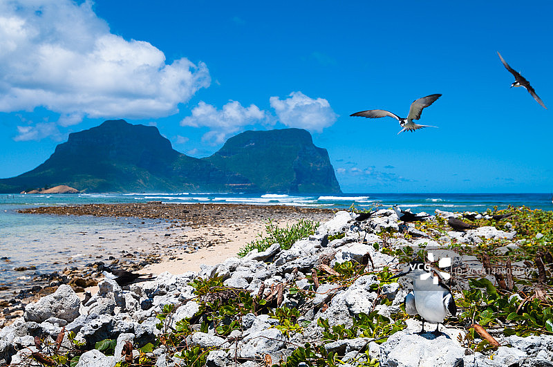 乌燕鸥群图片素材