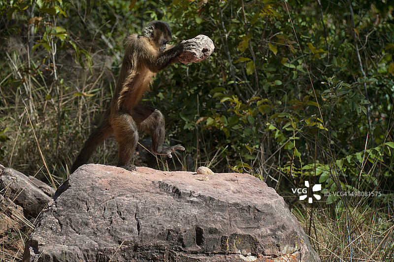 卷尾猴图片素材