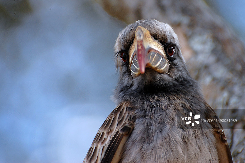灰色犀鸟图片素材