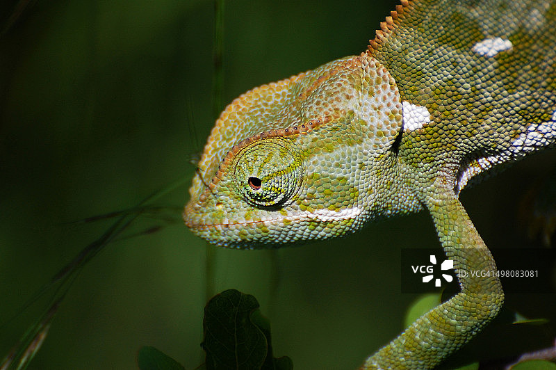 变色龙图片素材