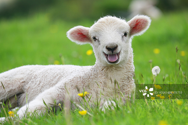 田野里的羔羊与毛茛花图片素材