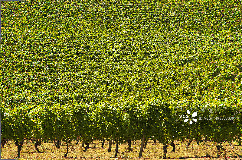 无尽的葡萄园图片素材