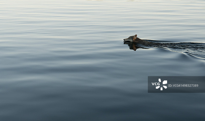 孤独的狼图片素材