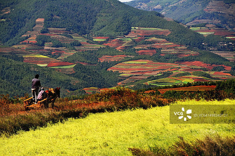 东川红土地梯田图片素材