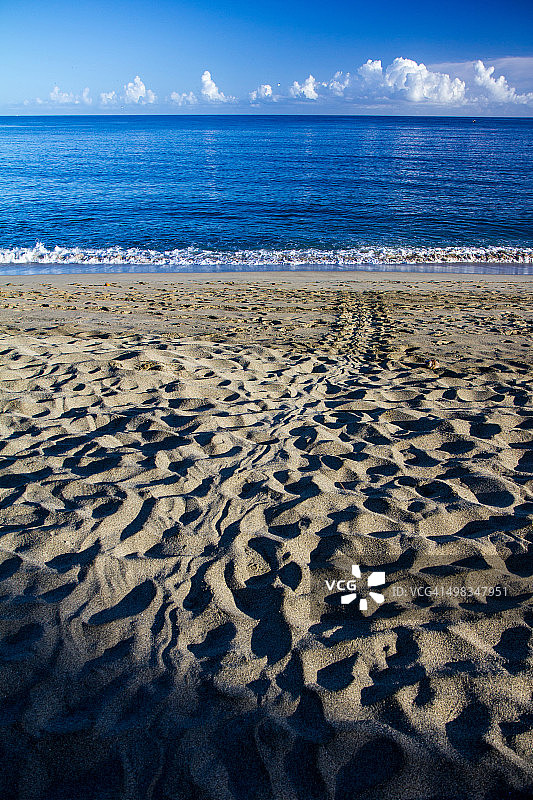 多巴哥岛海滩上的海龟足迹图片素材